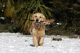 GOLDEN RETRIEVER 793